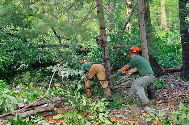 Professional Tree Service in New Rockford, ND